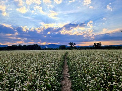 a field of flowers with a dirt road in the middle at Przystanek w kolorach świata in Jelenia Góra