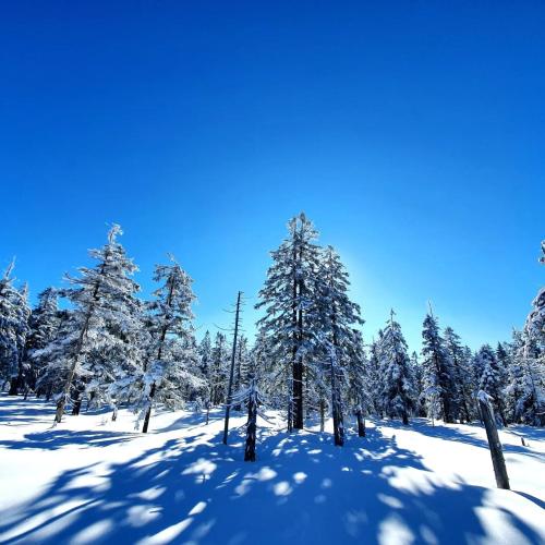 a snowy forest with snow covered trees and shadows at Przystanek w kolorach świata in Jelenia Góra