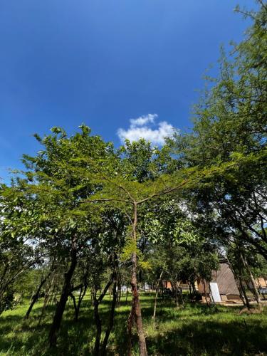 Ein Baum mitten auf einem Feld in der Unterkunft Amarula Tree Hotel Mikumi in Mikumi