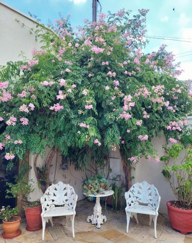 a large tree with pink flowers and two chairs at Hospedagem Aconchegante in Espirito Santo Do Pinhal