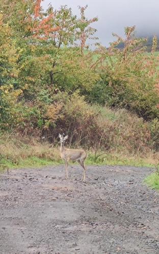 a deer standing in the middle of a dirt road at Apartmán Bobo in Stožok