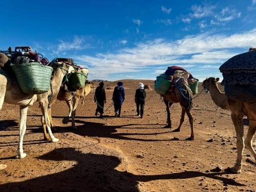 grupa ludzi chodzących z wielbłądami na pustyni w obiekcie Adventure dans le desert w mieście Tagounite