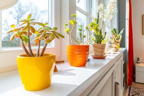 three potted plants sitting on a window sill at Haus-Archsum in Archsum