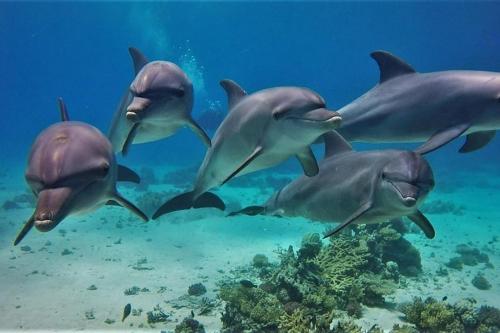 een groep dolfijnen die in het water zwemmen bij Hurghada Tours in Hurghada