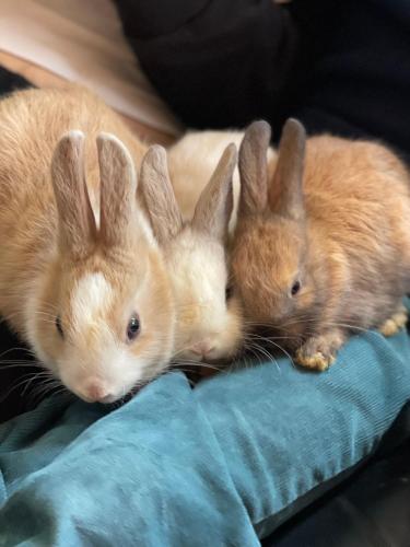 three brown rabbits laying next to each other at Hotel Su Nuraxi in Barùmini