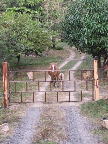 a monkey standing behind a fence on a dirt road at Hacienda en Los Volcanes in Hacienda Guayabo