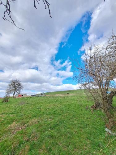 a field with a tree in the middle of a field at Apartament Strzyżowiec 80 in Czernica