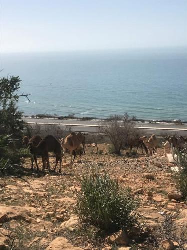 una manada de animales de pie en la playa en Pedro's camp, en Agadir