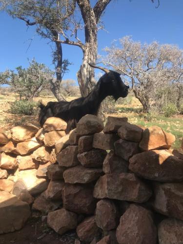 a black dog standing on top of a rock wall at Pedro's camp in Agadir