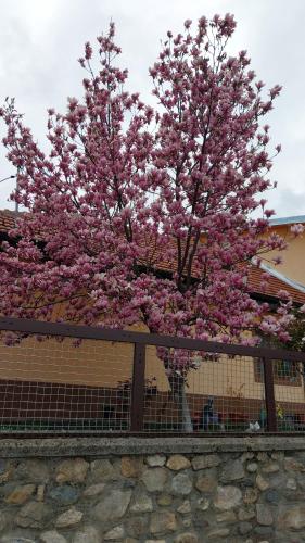 a tree with pink flowers on top of a fence at Casa Darius in Orşova