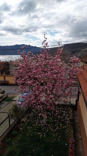 a tree with pink flowers in the grass at Casa Darius in Orşova
