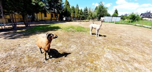 Eko Hotel Na Wierzynka & Park Pinokia في فياليتشكا: اثنين من الحيوانات تقف في حقل