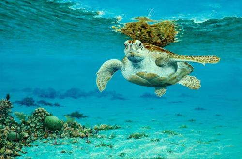 una tortuga marina verde nadando sobre un arrecife de coral en Glory Beach Resort 7+2 PAX Seaview Suite, en Port Dickson