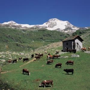 a herd of cows grazing in a field with a barn at MAISON DU BOURG in Courmayeur