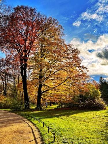 a tree with autumn leaves on it next to a road at Hotel Occam in Munich