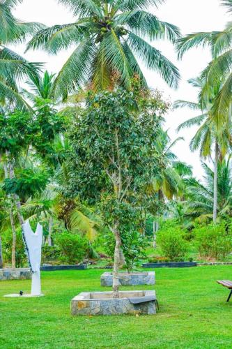 a tree in the middle of a park with palm trees at Liverpool Estate - Chilaw in Chilaw