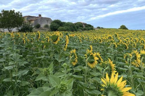 ein Feld von Sonnenblumen vor einem Haus in der Unterkunft Maison d'Amis in Salles-Lavalette