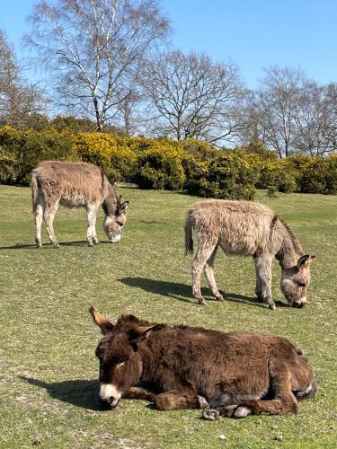three donkeys grazing in a grassy field at Burley Manor in Burley