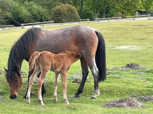 a horse and a baby horse grazing in a field at Burley Manor in Burley
