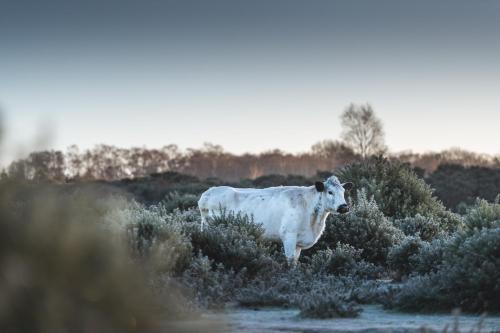 a white cow standing in a field of bushes at Burley Manor in Burley