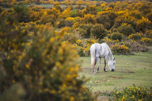 a white horse grazing in a field of grass at Bartley Lodge Hotel in Lyndhurst