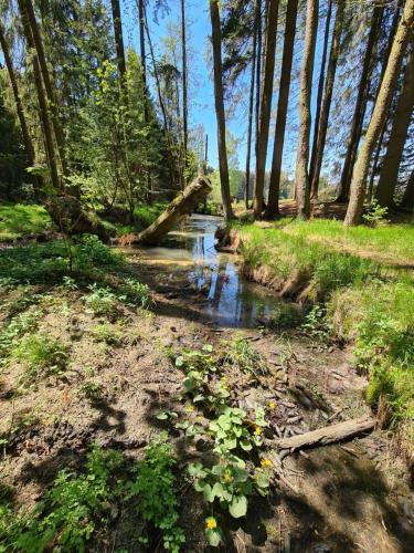 a small stream in a field with trees and grass at Penzion Poslední míle in Milovy