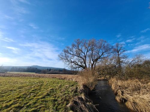 a tree in a field next to a river at Penzion Poslední míle in Milovy