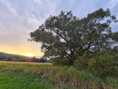a tree in a field with the sunset in the background at Penzion Poslední míle in Milovy
