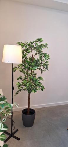 a plant in a black pot next to a lamp at Huis ALNA 5 in Mechelen