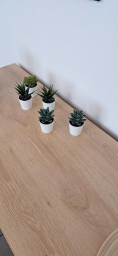 four potted plants sitting on a wooden table at Huis ALNA 5 in Mechelen