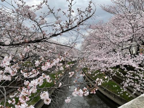 a group of cherry trees over a river at コンドミニアム　アガサンクス in Kuki