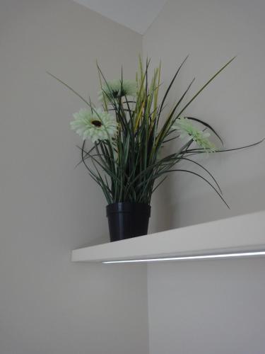 a plant sitting on top of a white shelf at Joan Apartments & Spa in Skopje