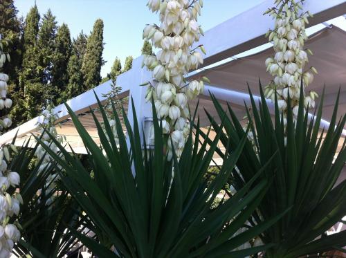 a plant with white flowers in front of a house at Skipper White Guest House in Trevignano Romano