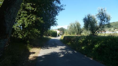 a road with trees on the side of it at Al Vecchio Leccio in Pistoia