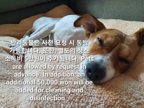 a brown and white dog laying on a blanket at Treehouse in Incheon
