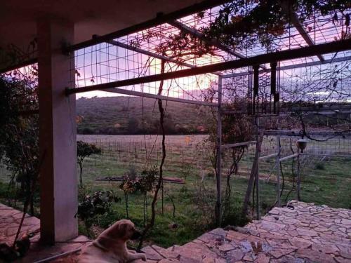 a dog sitting in a window looking out at a field at Saklı Doğa Çiftlik Hayatı Taş Ev in Urla