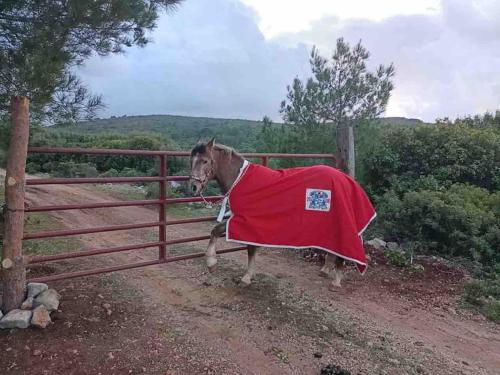 Zwierzęta zatrzymujące się w obiekcie Saklı Doğa Çiftlik Hayatı Taş Ev