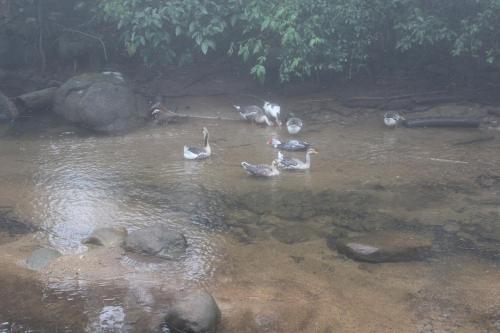a group of ducks swimming in a river at Casa do Fachoalto in Petrópolis