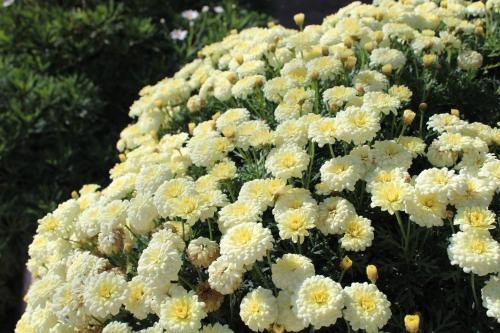 a bunch of white flowers on a plant at Moradia Stephanie in Funchal