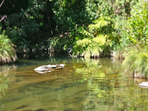 a group of birds sitting on a rock in the water at PampiHouse, casa de xisto junto ao rio in Pampilhosa da Serra