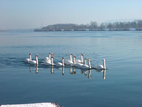 
a flock of seagulls flying over a body of water at Donau-Rad-Hotel Wachauerhof in Marbach an der Donau
