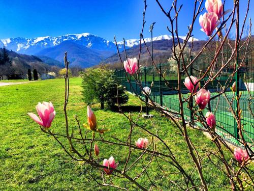 アプリルツィにあるВила и тенис комплекс ,,Синьото"の山の畑のピンクの花の木