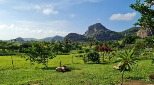 a group of animals laying in a field with mountains in the background at Pousada Fulô da Pedra in Serra de São Bento
