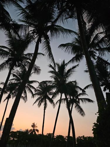 a group of palm trees in front of a sunset at Boli Villa Thoddoo in Thoddoo