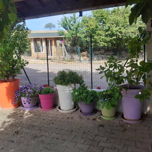a group of potted plants in pots in front of a fence at CHAMBRES D HÔTES AU P'TIT BONHEUR CAMPAGNARD in Jarnosse