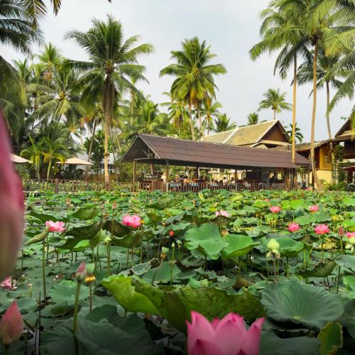 a lotus pond with pink flowers in front of a building at Villa Oasis in Luang Prabang