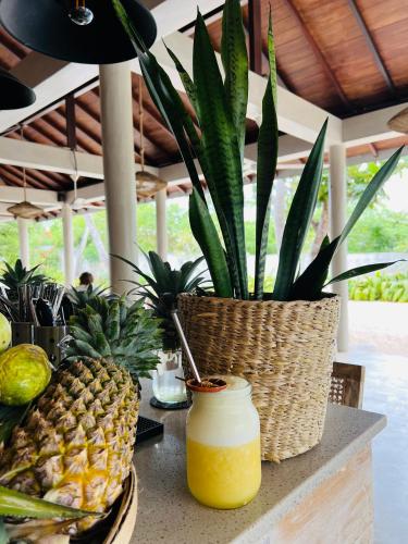 a potted plant sitting on a counter next to a pineapple at The Jam House in Ahangama
