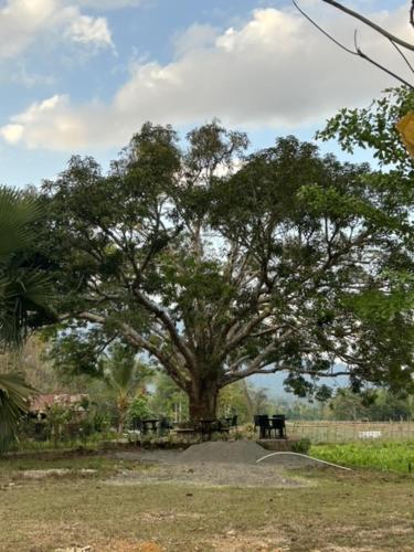 a large tree in the middle of a field at Sheridan Organic Farm and Resort in Maratapi