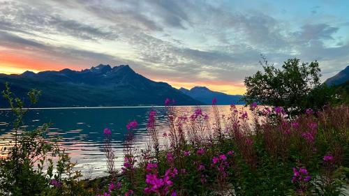 a view of a lake with mountains and purple flowers at Artic Dream in Gratangen