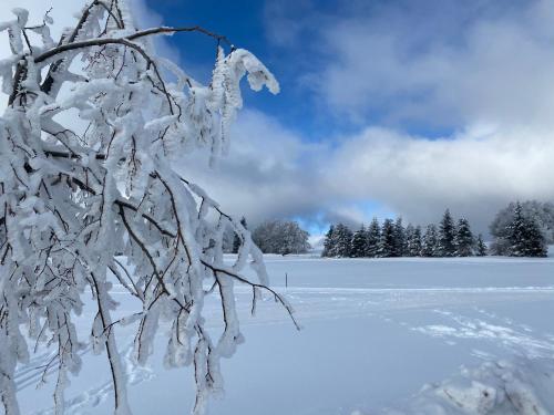 a tree covered in snow on a snow covered field at Ferienwohnung Werraquell Hütte in Masserberg